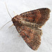 Abagrotis apposita - Photo (c) Thomas Barbin, some rights reserved (CC BY-NC), uploaded by Thomas Barbin