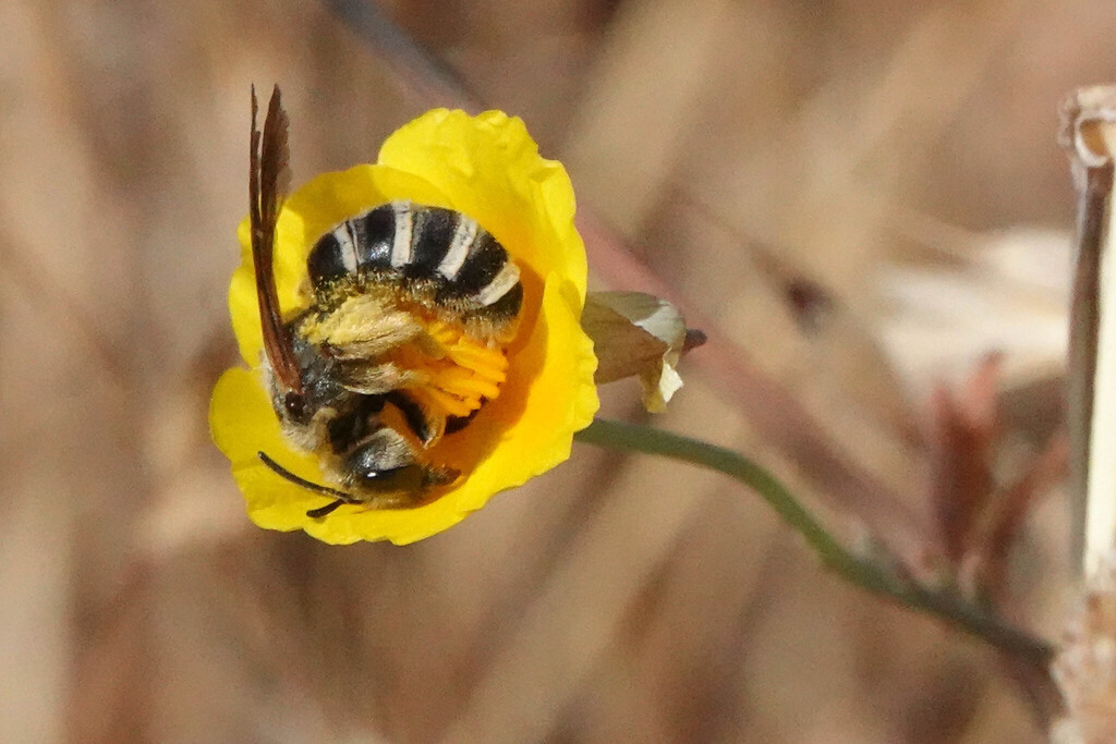 Wide-striped Sweat Bee