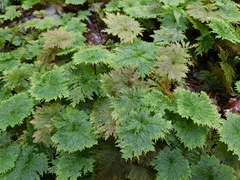 Dendrohypopterygium filiculiforme