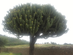 Euphorbia
