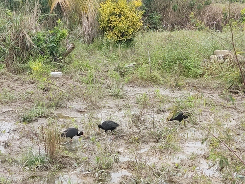 Bare-faced Ibis