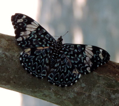 Hamadryas amphinome mazai