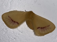 Stenoglene rosea