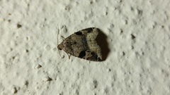 Eustrotiinae