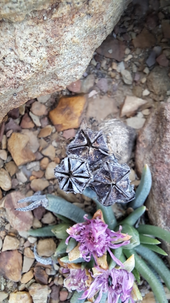 Marlothistella stenophylla (L.Bolus) S.A.Hammer 2