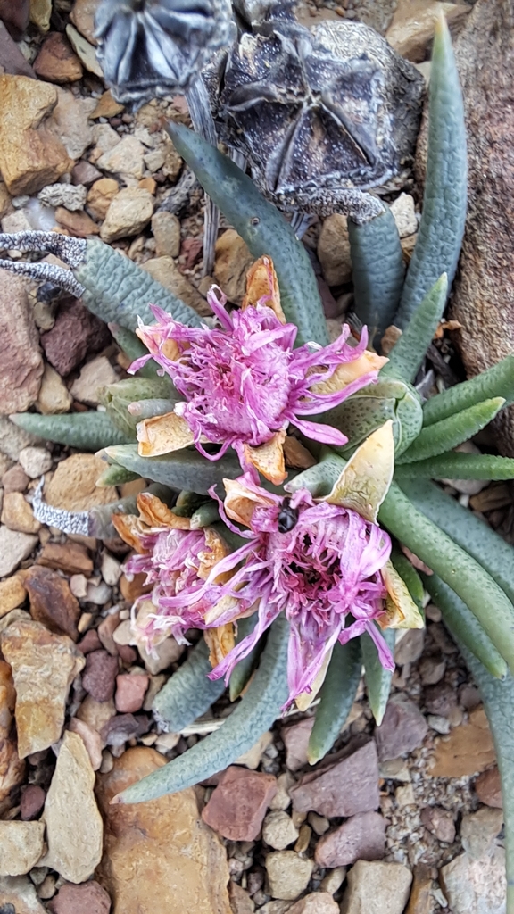 Marlothistella stenophylla (L.Bolus) S.A.Hammer 3