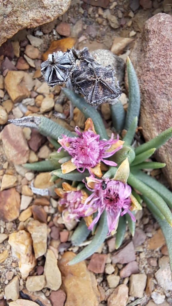 Marlothistella stenophylla (L.Bolus) S.A.Hammer 4