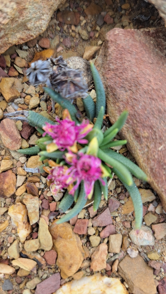 Marlothistella stenophylla (L.Bolus) S.A.Hammer 5