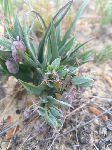 Ornithoglossum viride (Ornithoglossum viride)