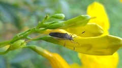 Catorhintha tamaulipeca