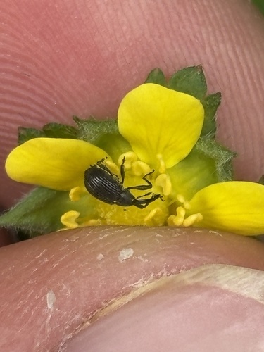 Strawberry blossom weevil, Daalmeerpad, Sint Pancras, Noord-Holland, NL, photo 9 of 10