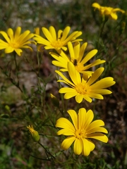 Steirodiscus tagetes