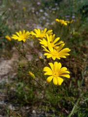 Steirodiscus tagetes