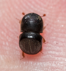 Cnestus mutilatus