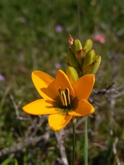 Ixia curta