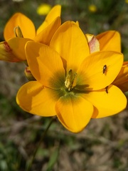 Ixia curta