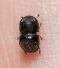 Cnestus mutilatus