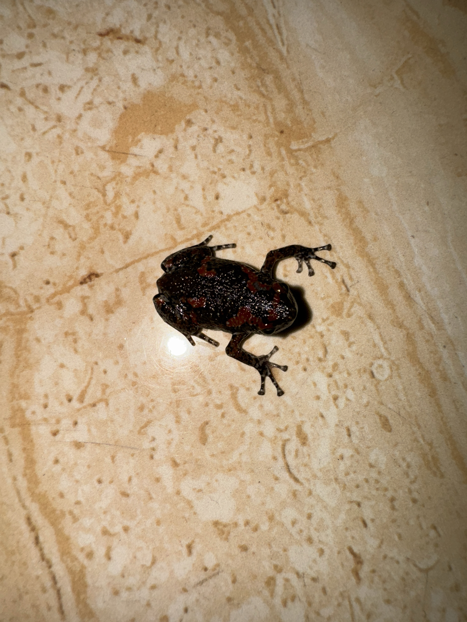 Painted Balloon Frog