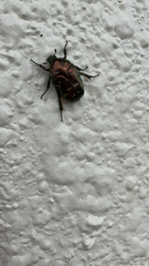 Protaetia orientalis