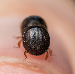 Cnestus mutilatus