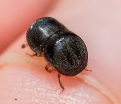 Cnestus mutilatus
