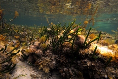 Caulerpa simpliciuscula