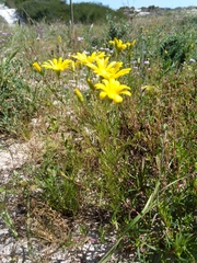 Steirodiscus tagetes