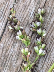Persicaria mitis