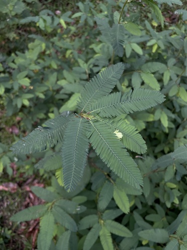 Aeschynomene americana iNat (1)