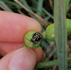 Eurydema herbacea