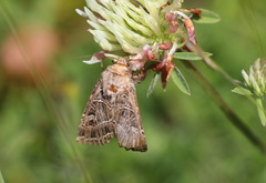 Sideridis reticulata