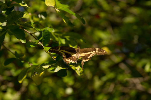 Scarce Hispaniolan Swallowtail (Papilio aristor) · iNaturalist United ...