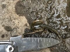Triops longicaudatus