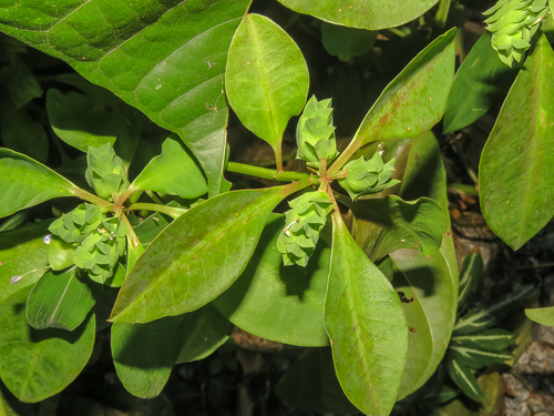 Euphorbia comosa