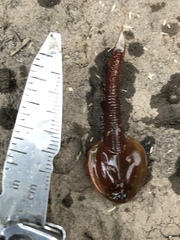 Triops longicaudatus