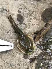 Triops longicaudatus