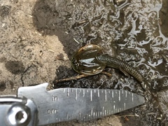 Triops longicaudatus