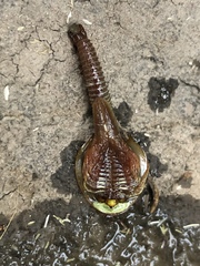 Triops longicaudatus
