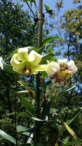 Lilium poilanei