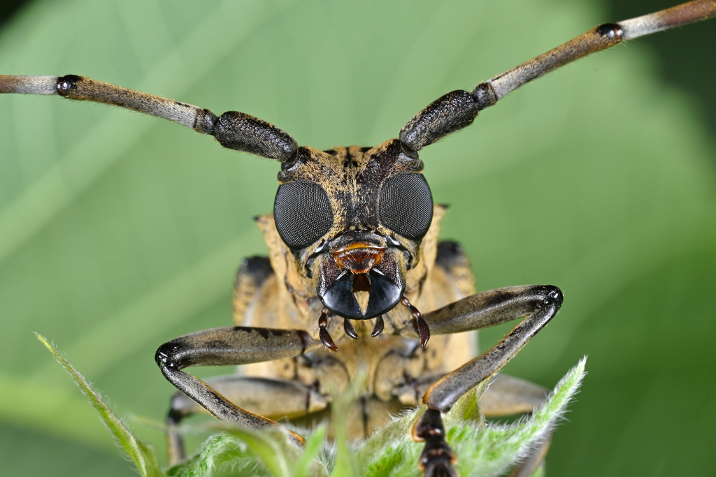 Apriona rugicollis from Beijing, CN on July 2, 2025 at 09:08 PM by ...