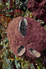 Diacarnus tubifera - Photo (c) Adrien F., some rights reserved (CC BY-NC), uploaded by Adrien F.