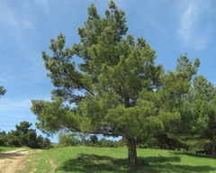 Pinus brutia eldarica