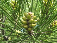 Pinus brutia eldarica