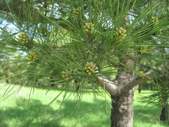 Pinus brutia eldarica