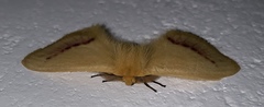 Stenoglene rosea