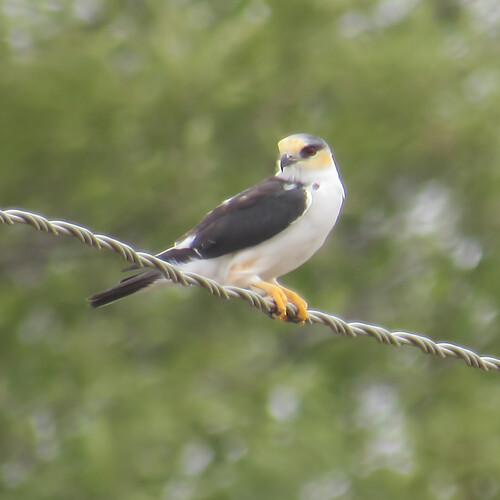 Pearl Kite