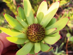 Leucadendron elimense elimense