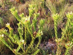 Leucadendron elimense elimense