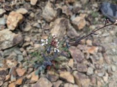 Turritis laxa