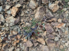 Turritis laxa, photograph (c) Marios Thoma, some rights reserved (CC BY)